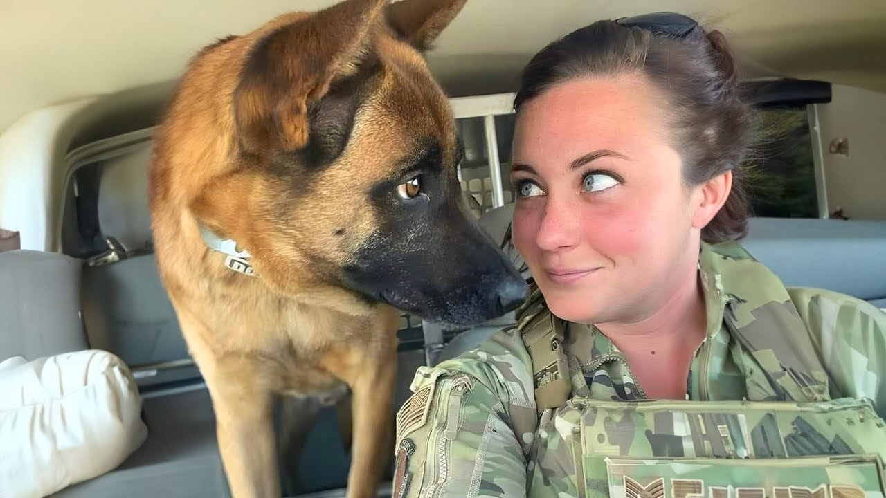 Dog completely owns humans in hilarious funny moments