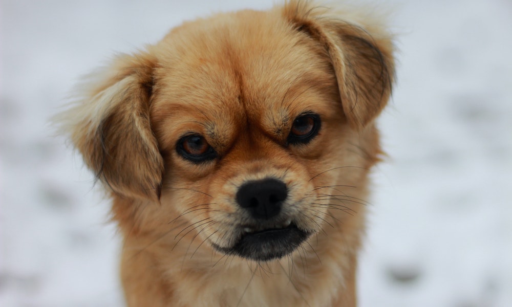The Most Lovable Flat-Faced Dog Breeds (You’ll Want Them All)