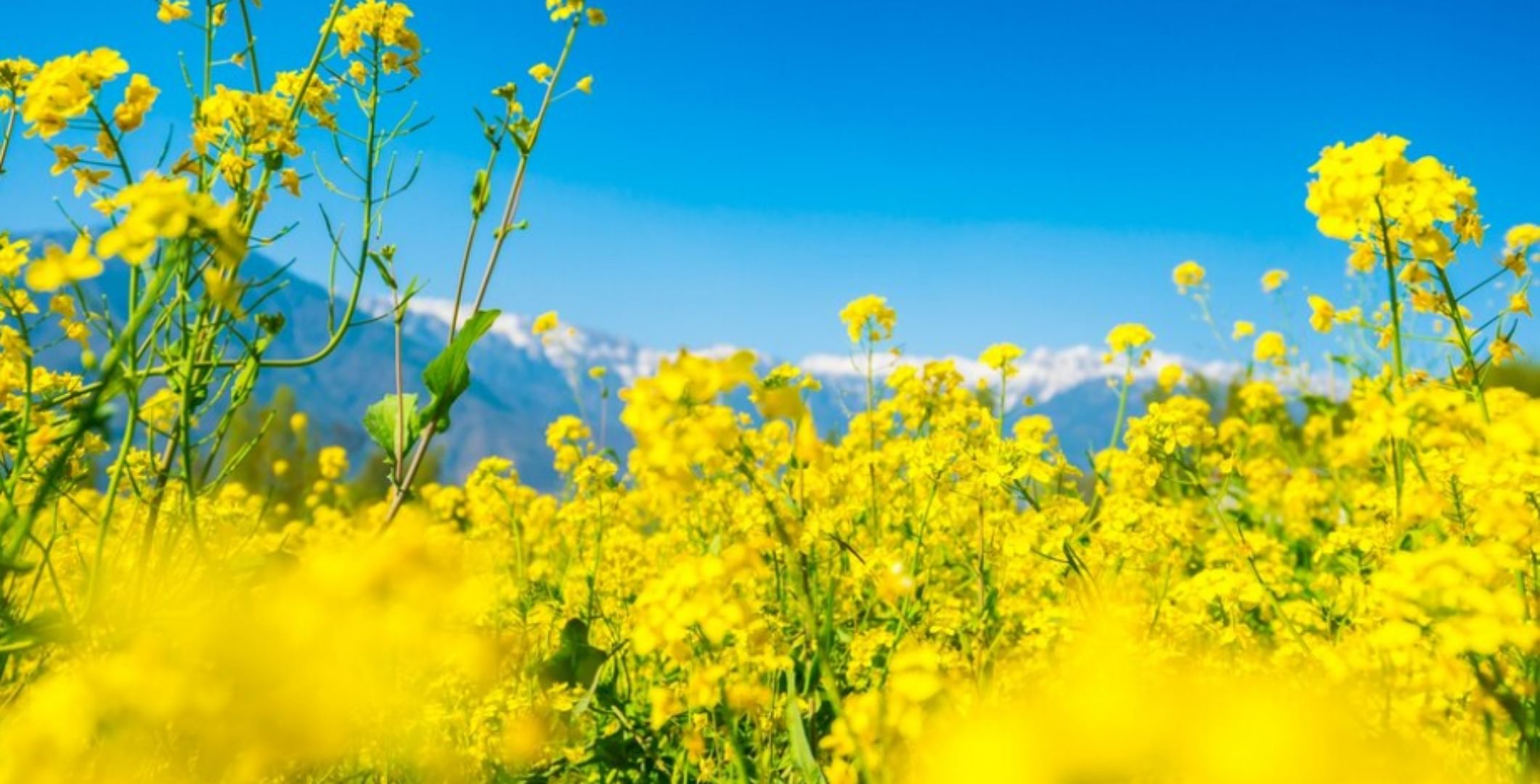 Mustard Varieties: अक्तूबर में सरसों की इन 5 किस्मों की करें खेती, पाएं ...