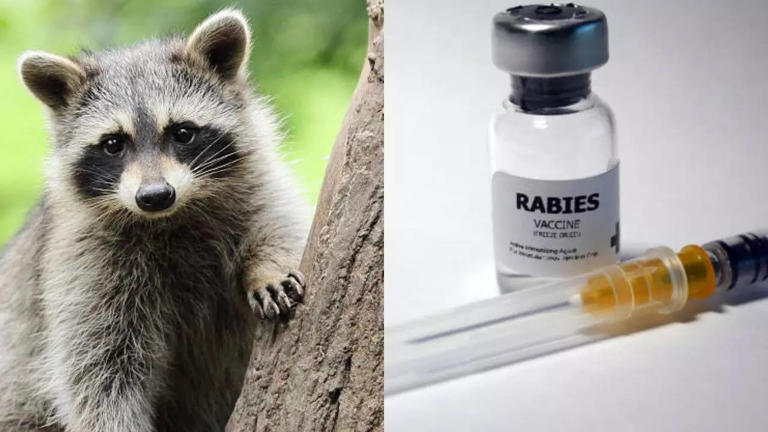 Patient Dies After Contracting Rabies Through a Transplanted Organ ...