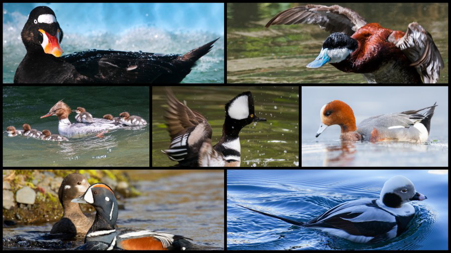 LIST: All about the ducks you may find in Virginia LIST: All about the ducks you may find in Virginia