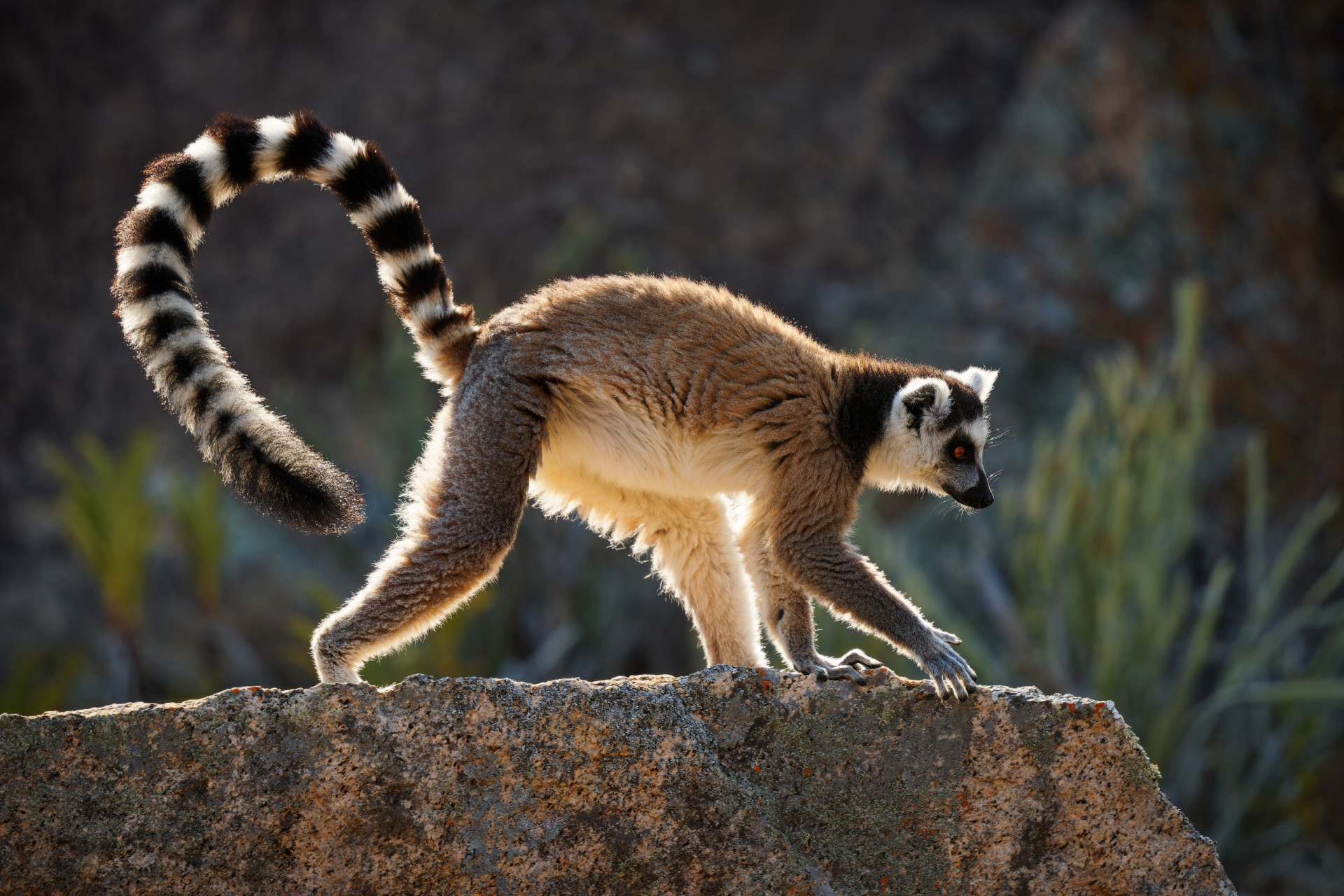 Madagaskar: Afrikas bestgehütetes Geheimnis