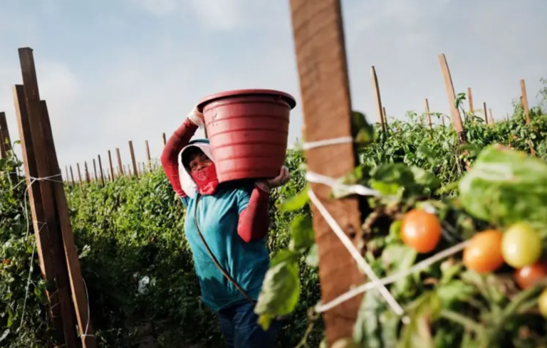 Muitos dos trabalhadores agrícolas nos EUA são estrangeiros