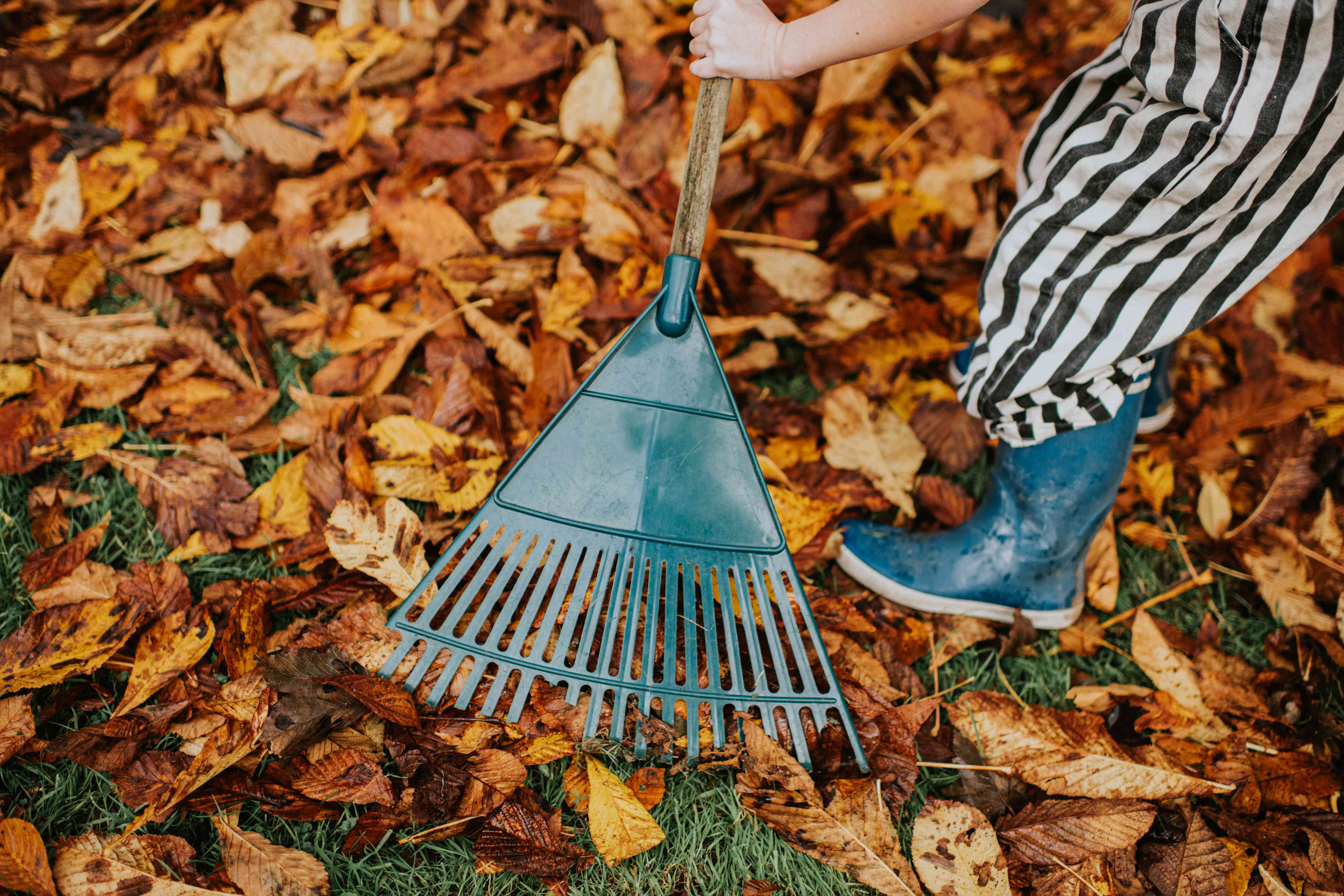 Don't Throw Away Your Leaves This Fall — They Can Help Your Garden This ...