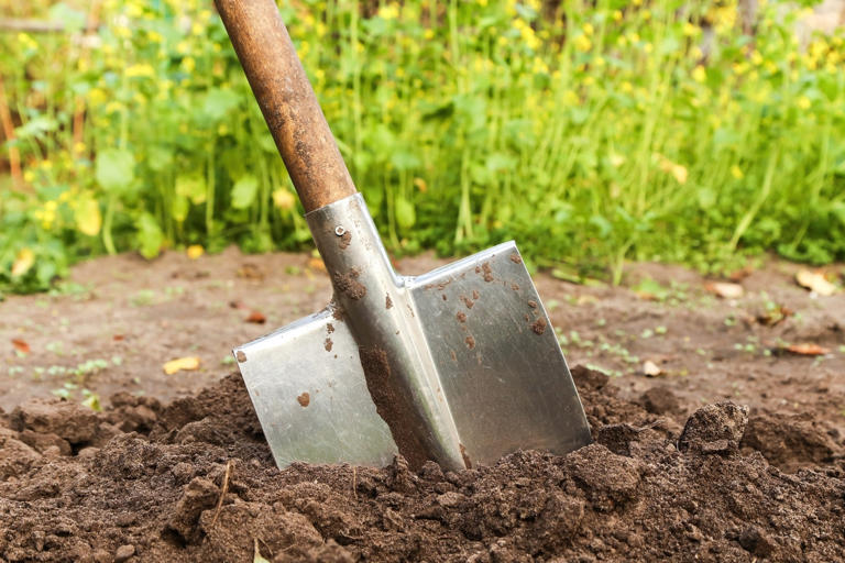 Trésor vieux de 100 ans enterré dans le jardin