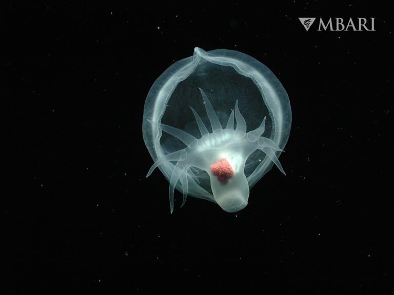 Glowing mystery sea slug that feeds like a Venus fly trap captured in ...