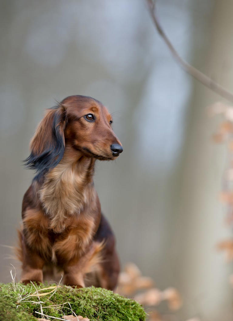 21 low-maintenance dog breeds of all sizes for first time pet parents
