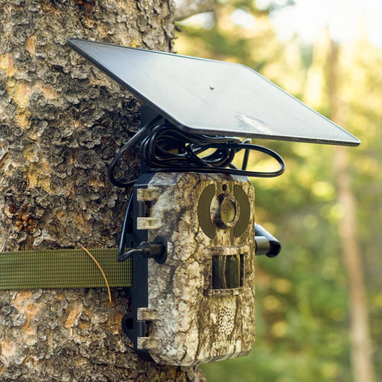 You don't need to overspend to get an effective trail camera. These ...