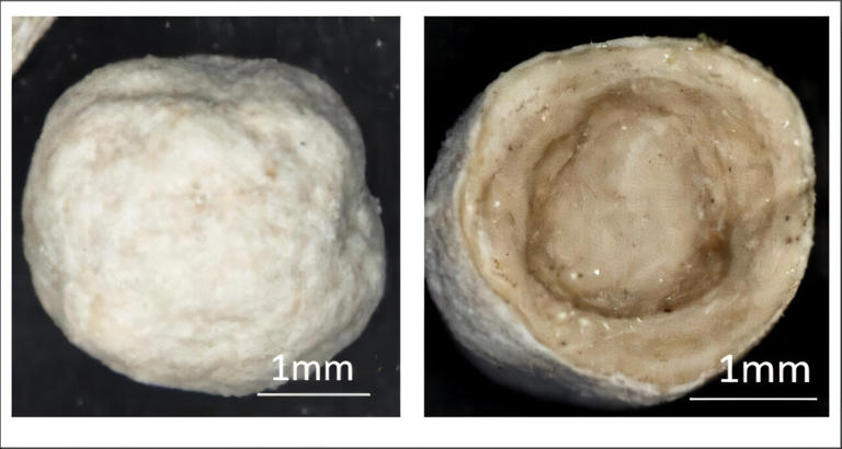 Microscopy images of an entire granule (left) and cross-section (right) of Zn-enriched ammoniated phosphate fertilizer. Zinc was added at a 1% rate coated onto the NP fertilizer with a barrier coating containing SOP or KMag. Credit: Soil Science Society of America Journal (2024). DOI: 10.1002/saj2.20744