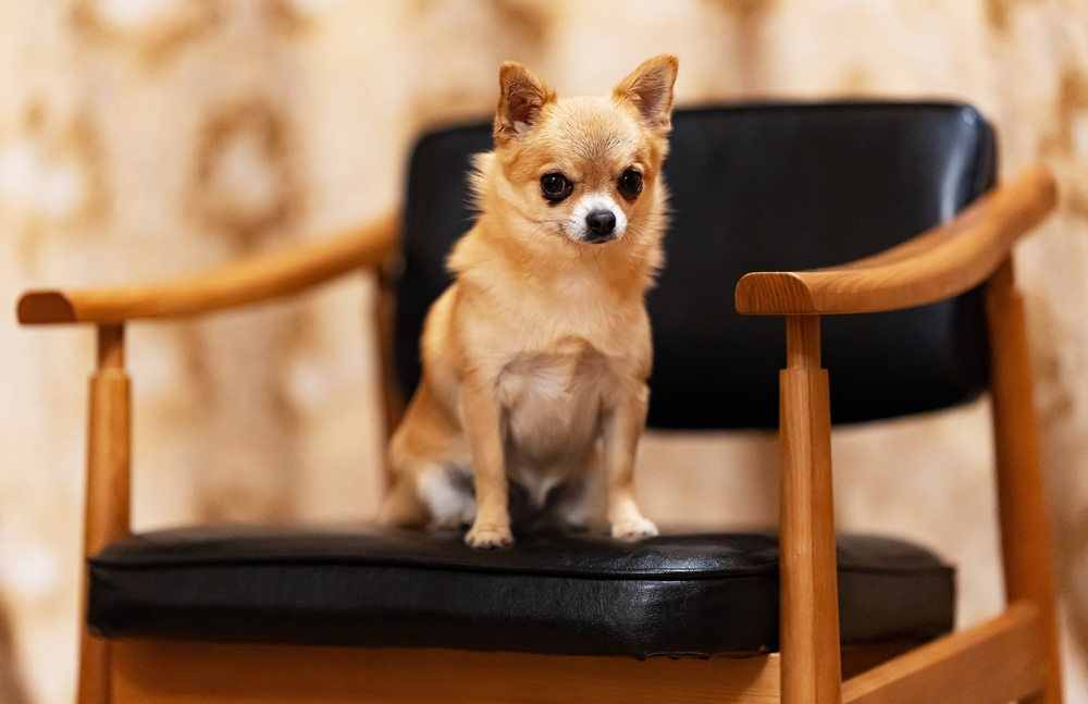 The Dog Breeds Most Likely To Bite The Vet