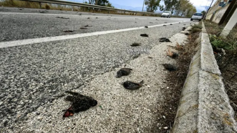 Θλιβερό θέαμα στο Ναύπλιο: Εκατοντάδες νεκρά πουλιά στην παραλιακή