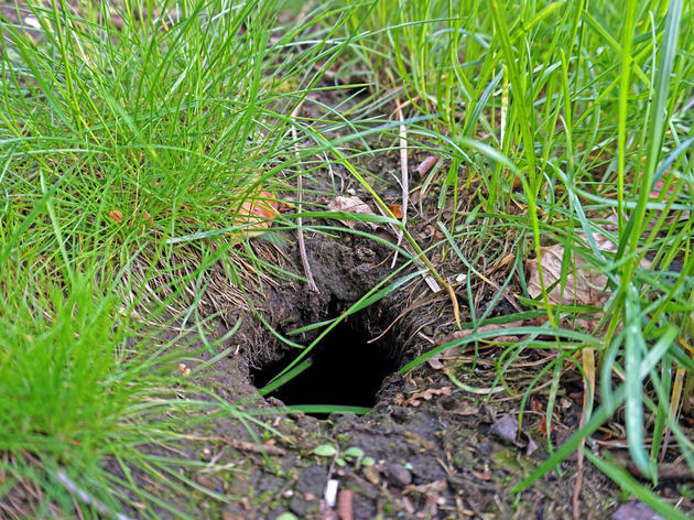 Löcher im Garten von Ratte, Maulwurf oder Maus Welches Tier treibt
