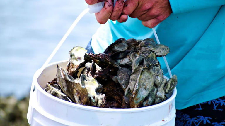 Escambia Bay Shellfish Harvest Area closing at sunset: FDACS