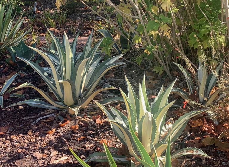 Tom Karwin, On Gardening | Checking out agave variations