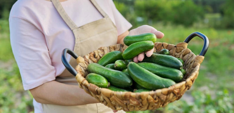 الخيار يساعد على فقدان الوزن