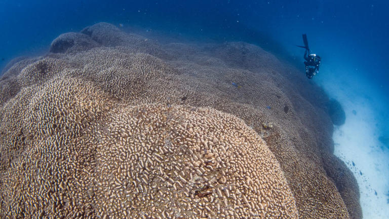 World's biggest coral — so big it can be seen from space — discovered ...