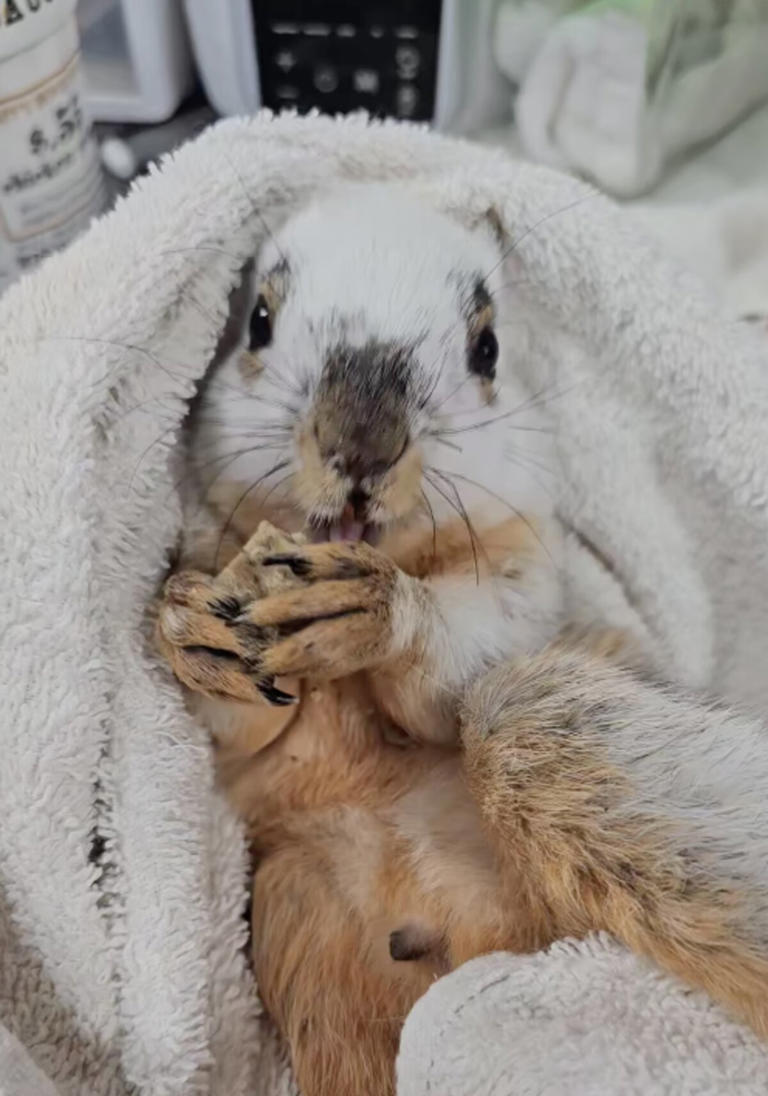 Little Animal's Unique Look Is Baffling His Rescuers