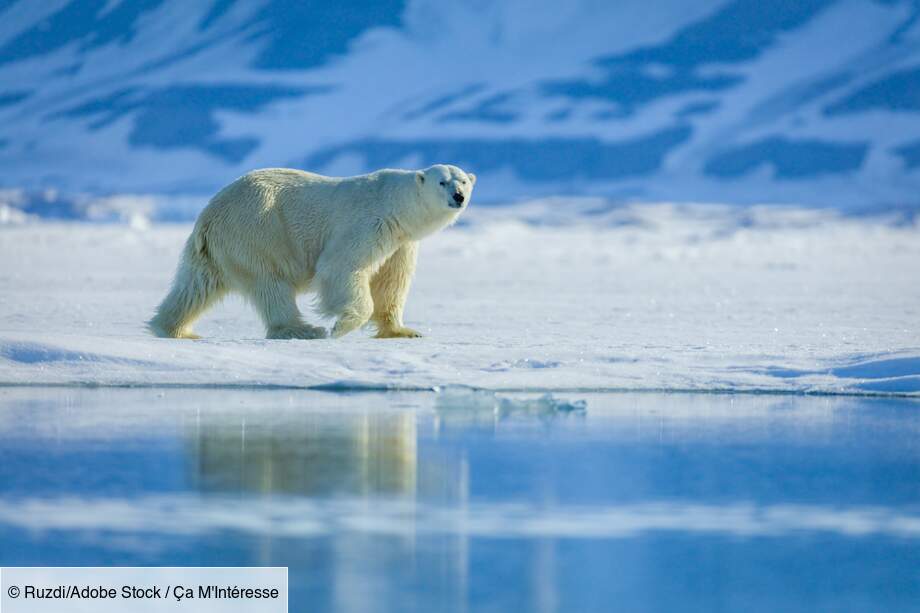 L’ours polaire : des outils pour chasser