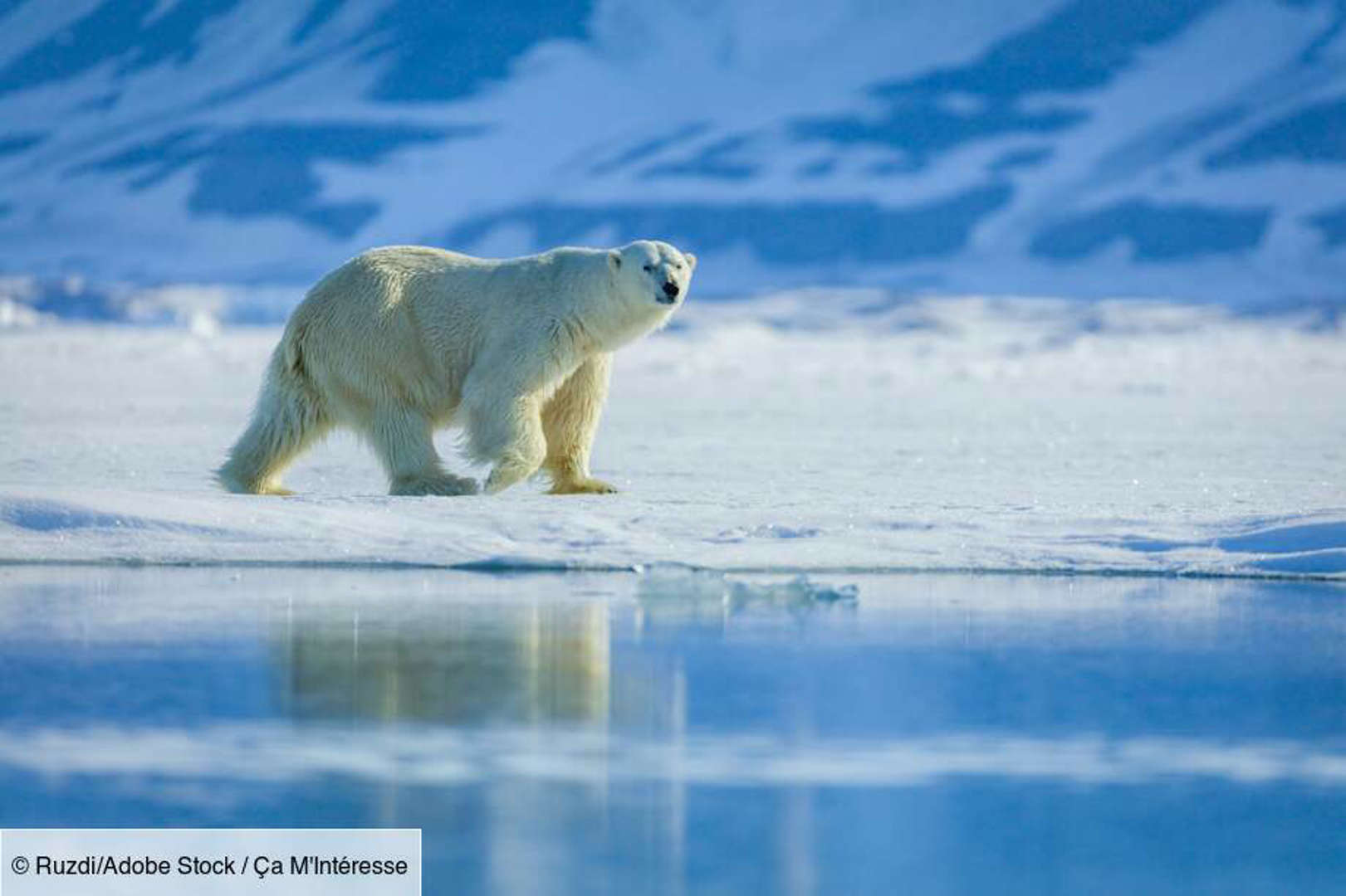 L’ours polaire : des outils pour chasser