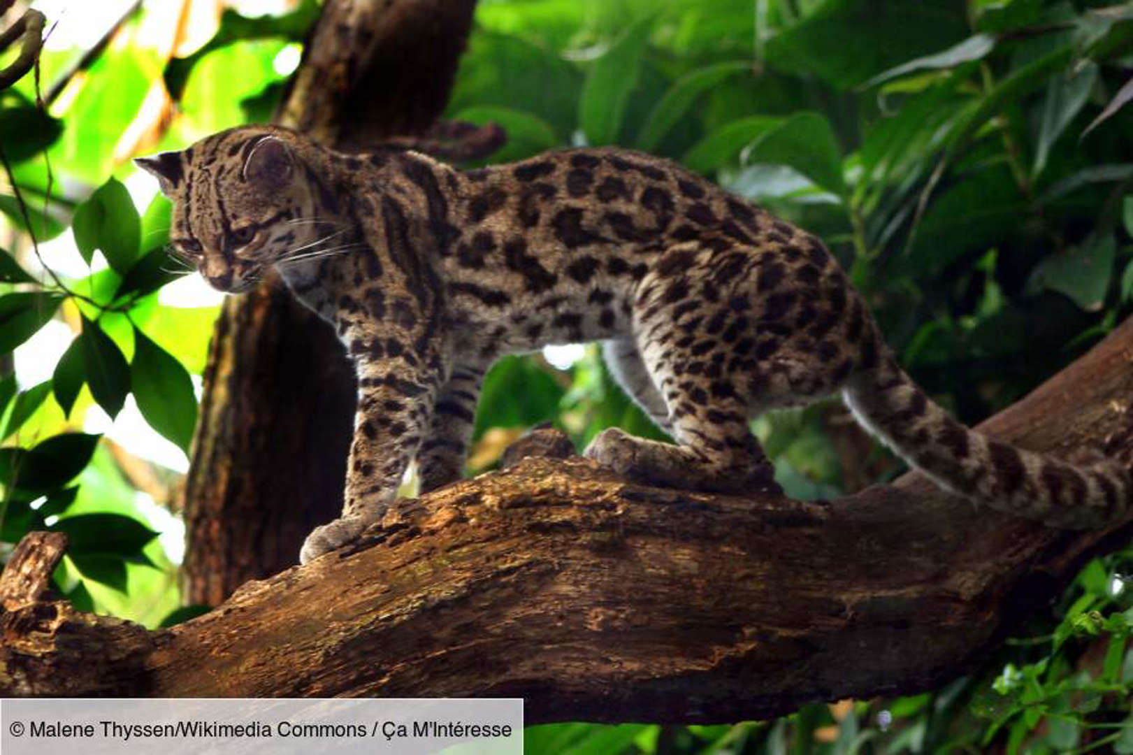 Le margay : un prédateur rusé