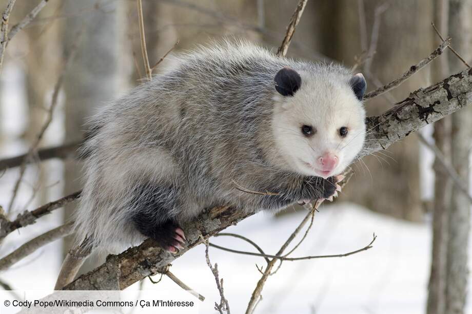 L’opossum : un simulacre de mort