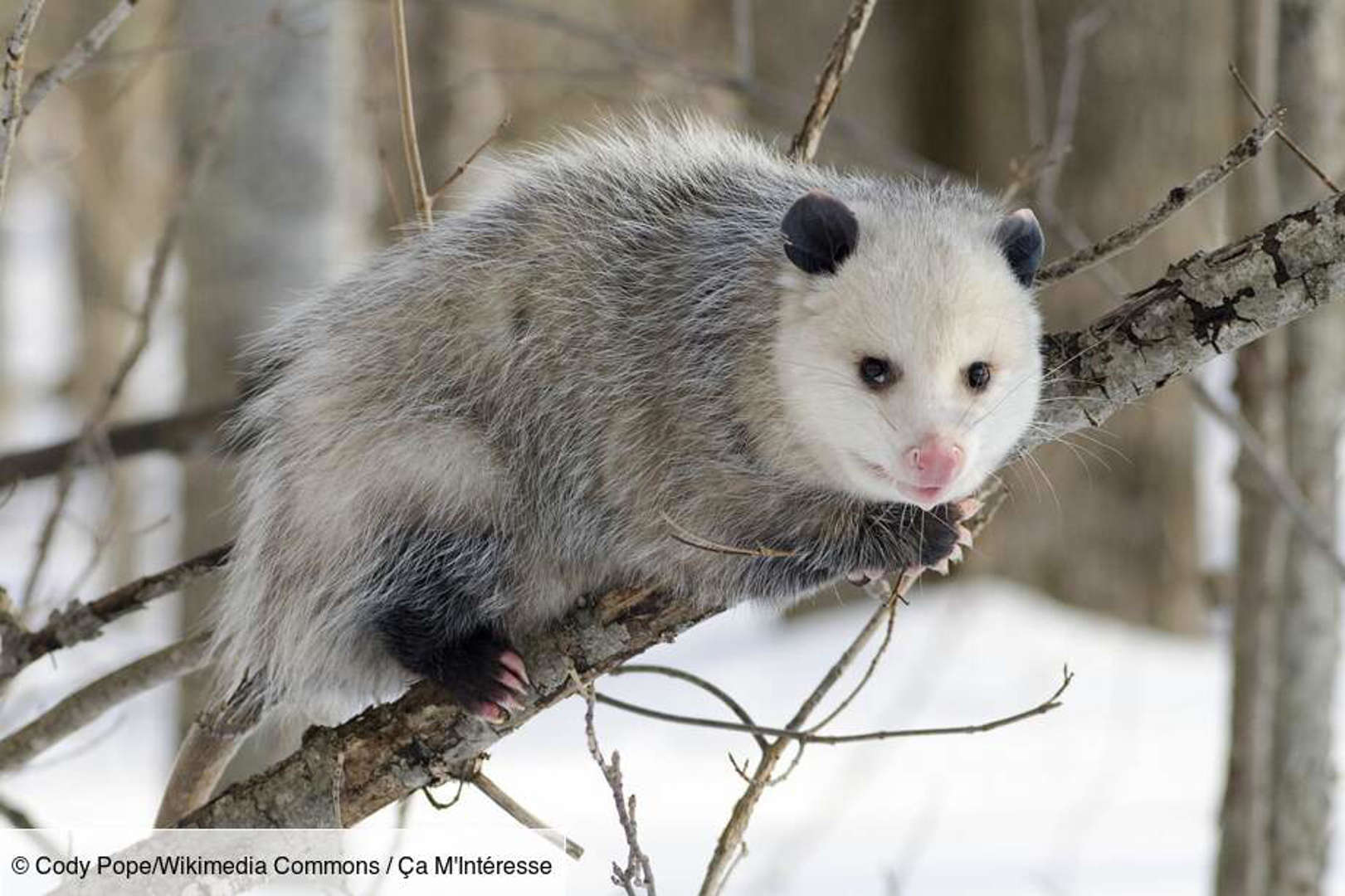 L’opossum : un simulacre de mort