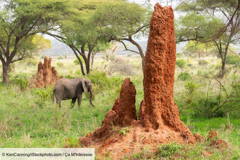 Les termites : des architectes d'exception