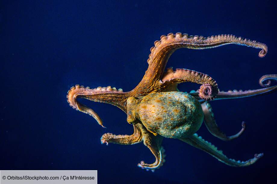 La pieuvre : des capacités cognitives bluffantes