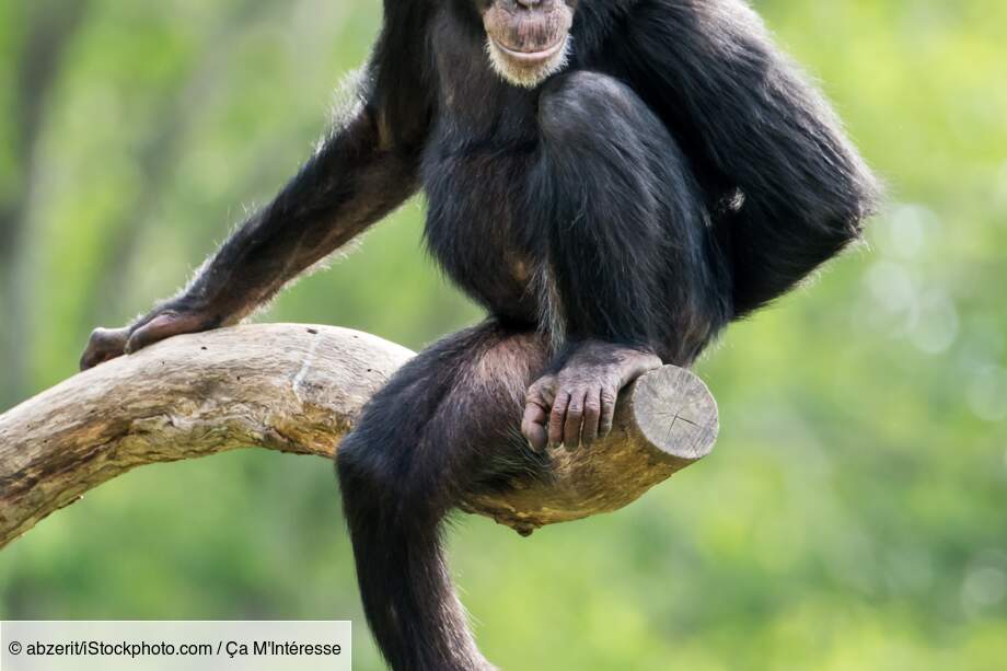 Le chimpanzé : des capacités intellectuelles remarquables