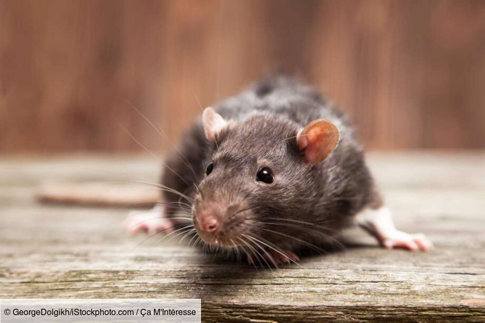 Le rat : capable d'imagination