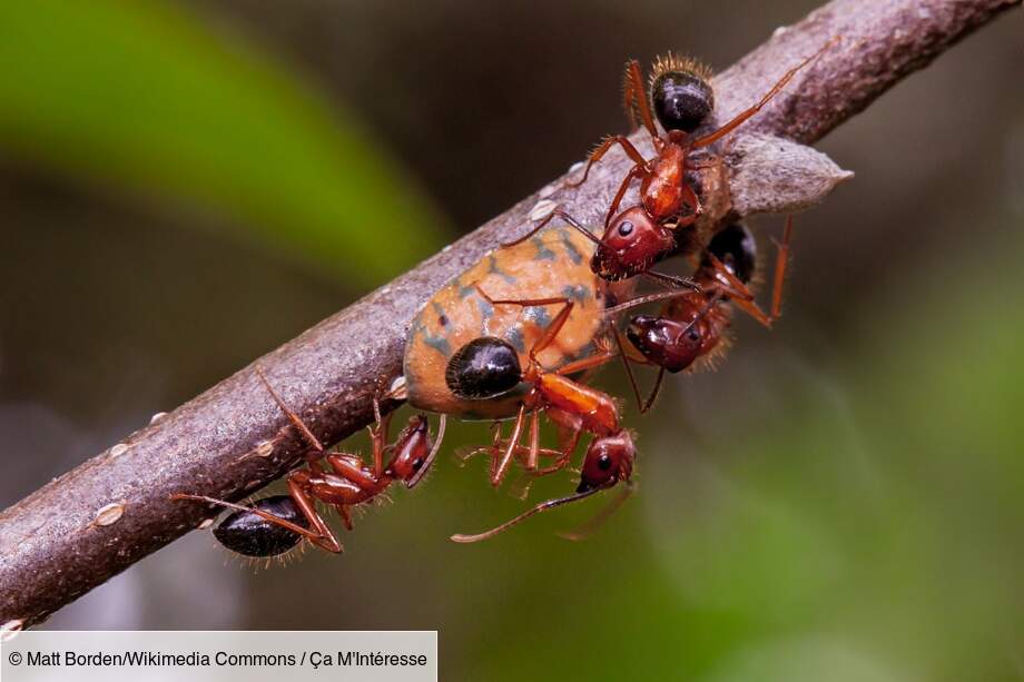 La fourmi : des amputations pour sauver ses congénères