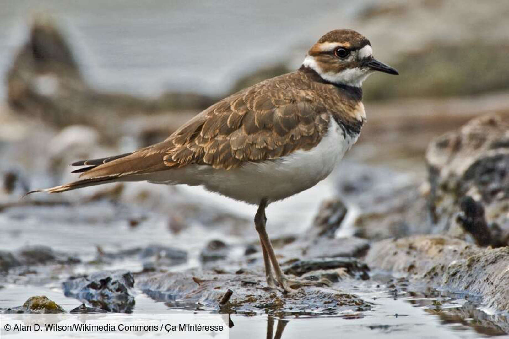 Le pluvier kildir : la feinte de l'aile cassée