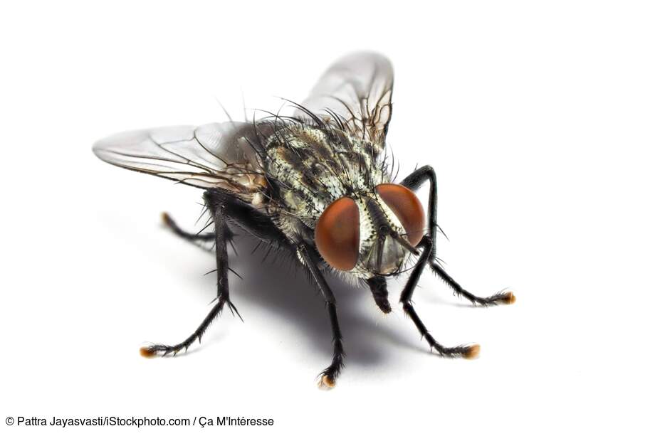 La mouche : la réflexion avant l'action