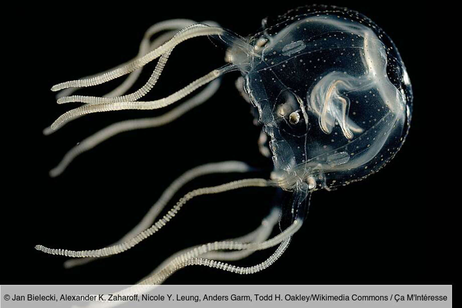 La méduse : un apprentissage par association