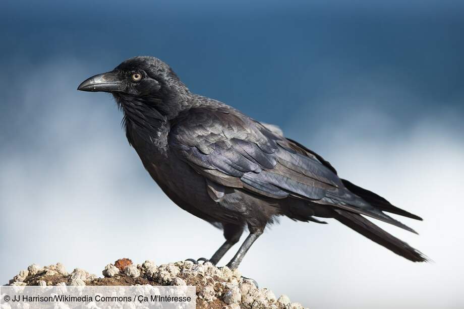 La corneille : capable de compter à voix haute
