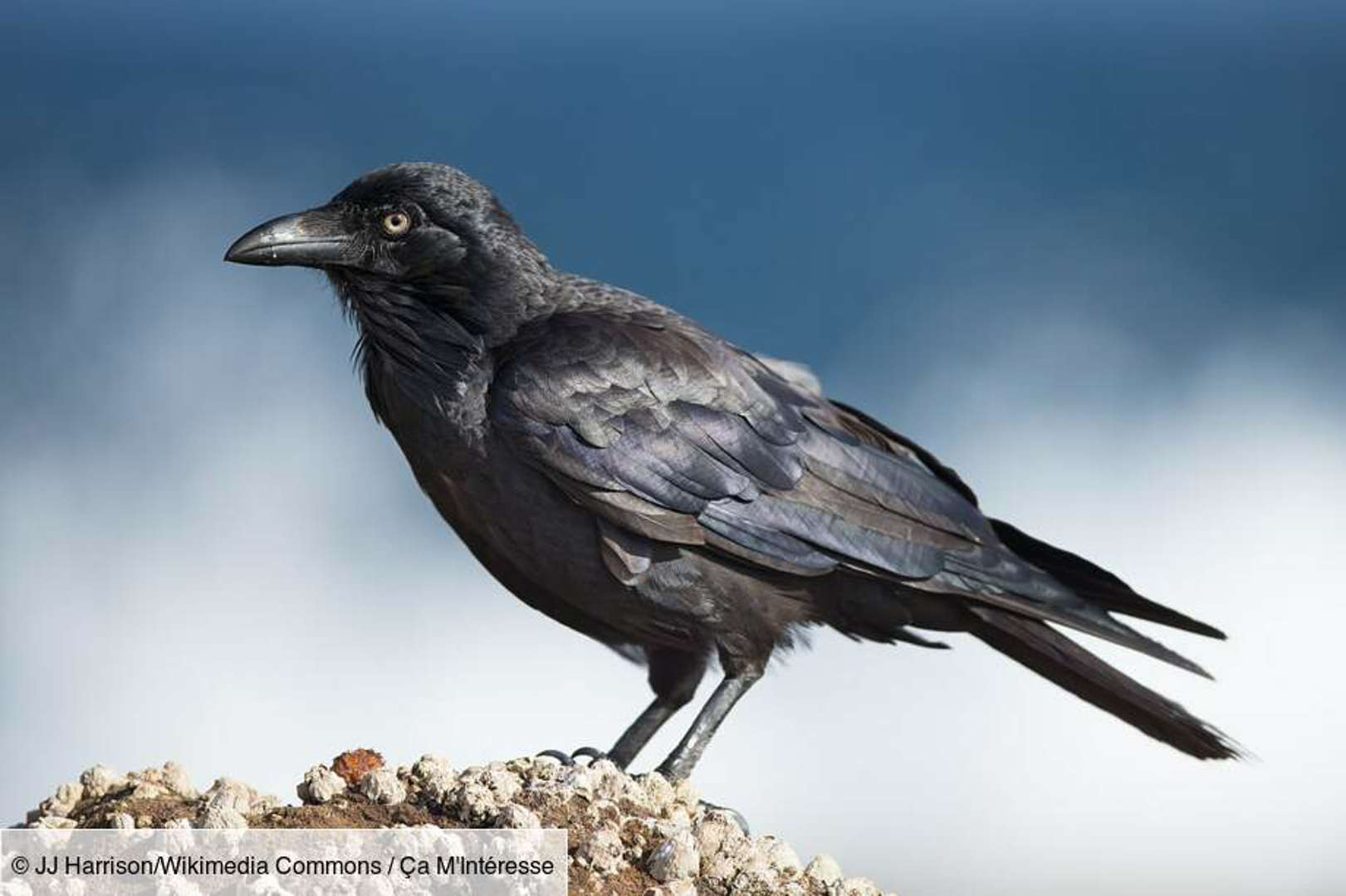 La corneille : capable de compter à voix haute