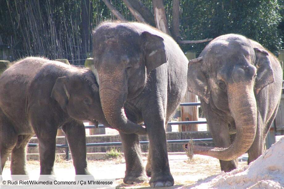 Kandula : un éléphant débrouillard