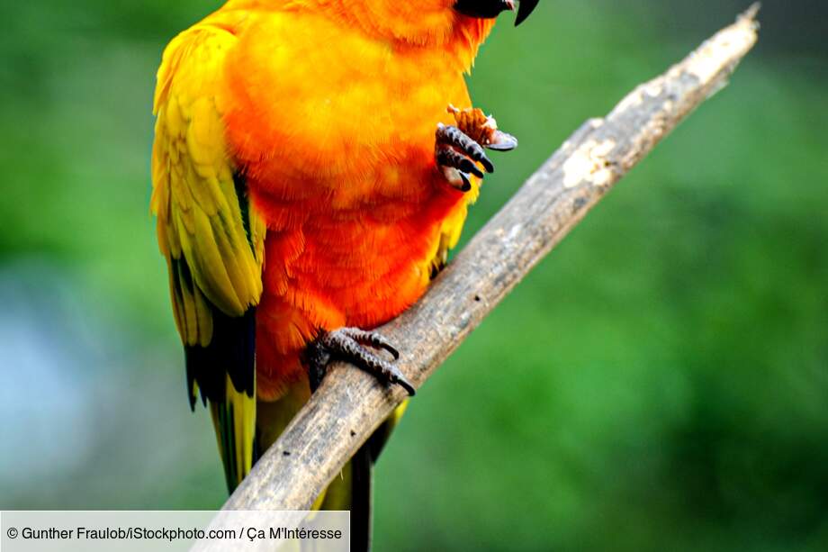 Le perroquet : capable d’imiter la voix humaine