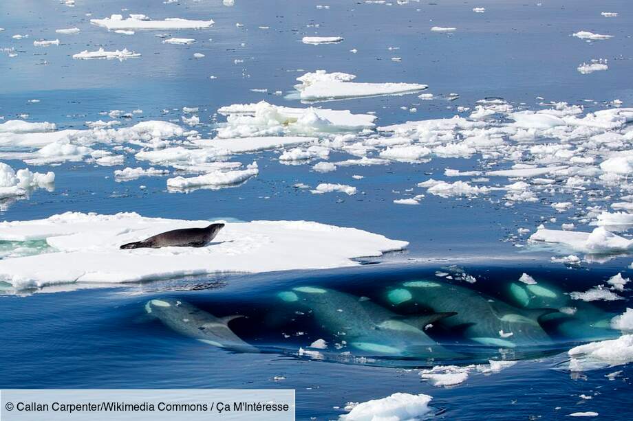 Les orques : une incroyable technique de chasse