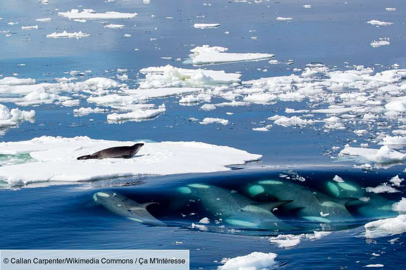 Les orques : une incroyable technique de chasse