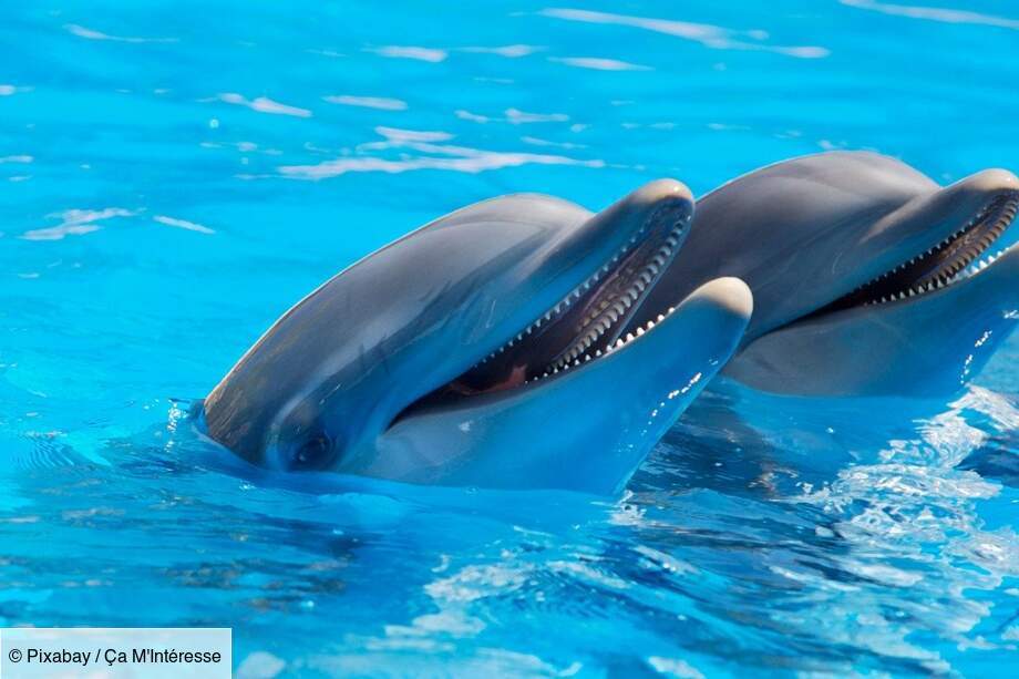 Les dauphins : des noms pour s'appeler
