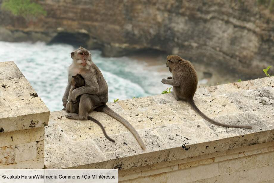 Le macaque : malin comme un singe