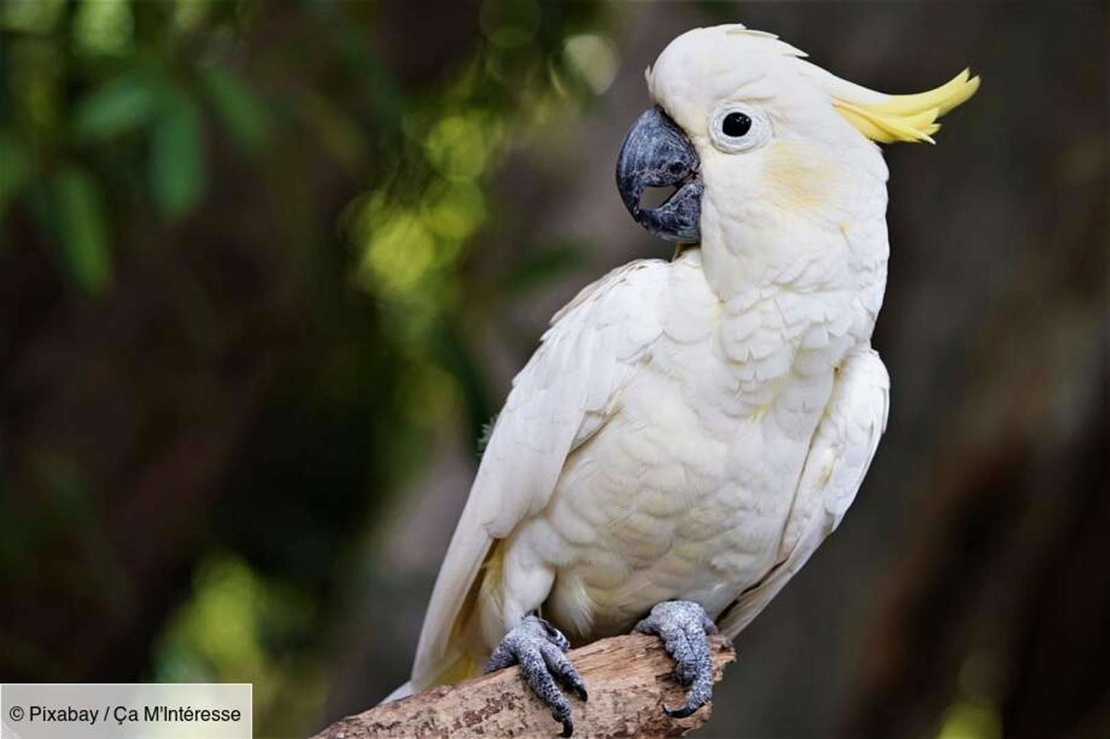 Le cacatoès : habile avec des outils