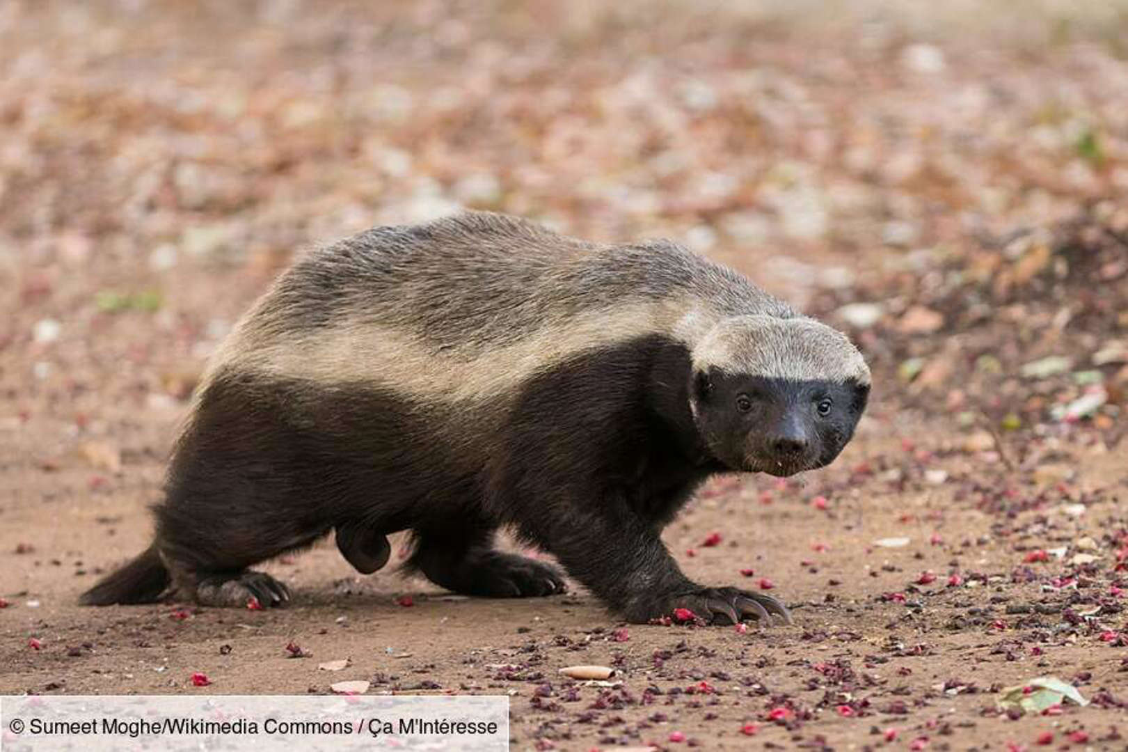 Le ratel : le roi de l'évasion