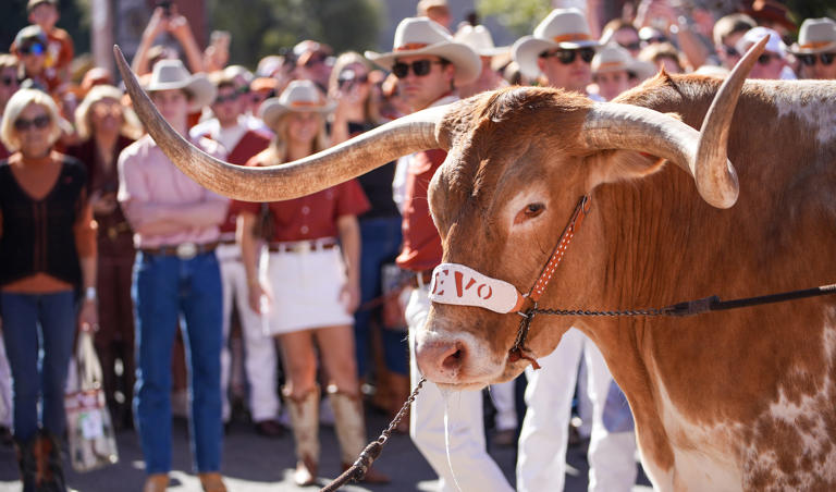 Bevo XV makes it’s way into the Darrell K Royal Texas Memorial Stadium, Austin, Texas, Saturday, Nov 24, 2024.