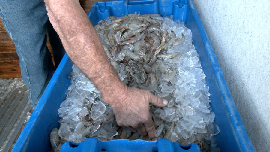 Everything helps : Local shrimpers happy for foreign shrimp tariffs Everything helps : Local shrimpers happy for foreign shrimp tariffs