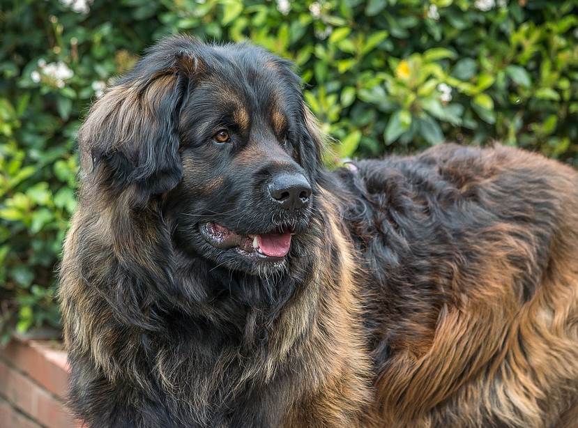 Leonberger