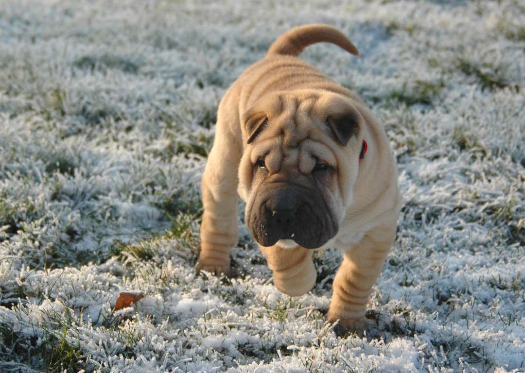 Shar pei