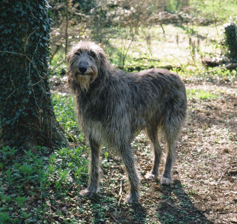 Scottish Deerhound