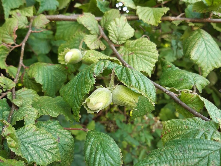 Haselnuss schneiden Die wichtigste Gartenarbeit für mehr Ernte